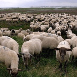 Grey Sheep EP icon