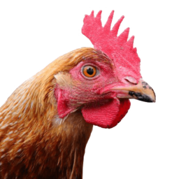 Infinite Chicken icon